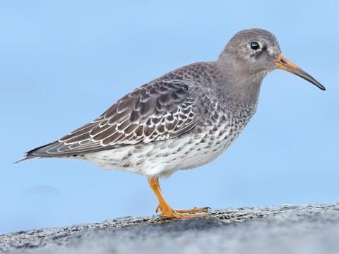 <p>Purple Sandpiper</p>
