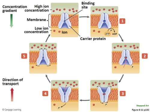 moves Ca2+ from cytoplasm to cell exterior; also from cytosol to ER