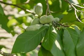 <p>Location: understory, bottomlands and mesic uplands (small tree)</p><p>Leaf: long, simple, drooping, oblong, smells like bell peppers when crushed</p><p>Bark: smooth grey with warts</p><p>Twig: almost rust colored with long pointy terminal buds</p><p>Fruit: berry, large, smooth green</p>