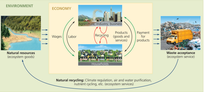 <p>Natural resources, or ecosystem goods, include fresh water, trees that provide timber, and the energy from the sun, wind, water, and fossil fuels.&nbsp;</p><p>Ecological services include air and water purification, soil formation, climate regulation, pollination, and waste recycling.</p>