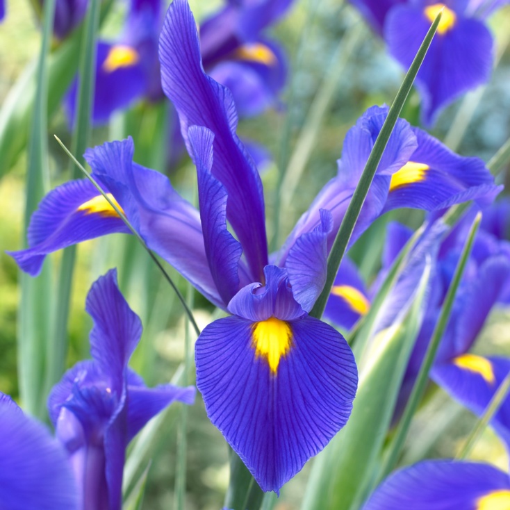 <p>What plant is this?</p>