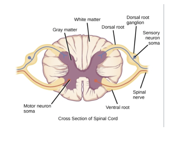 <ul><li><p><span style="line-height: 22.0875px; color: windowtext;">Contains cell bodies or efferent motor neurons supplying skeletal muscles (somatic efferent) &nbsp;</span></p></li></ul><p></p>