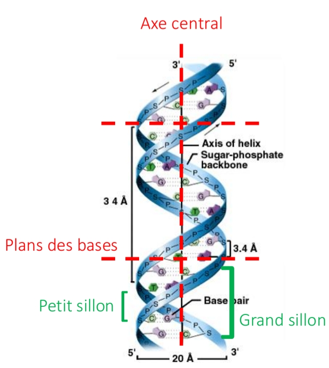 <p class="has-focus">configuration <em>hélicoïdale</em></p><p class="has-focus">2ble Hélice droite<br>plan des base ⟂ axe hélice<br>Forme majoritaire</p><p class="has-focus">Grand sillon + Petit sillon</p>