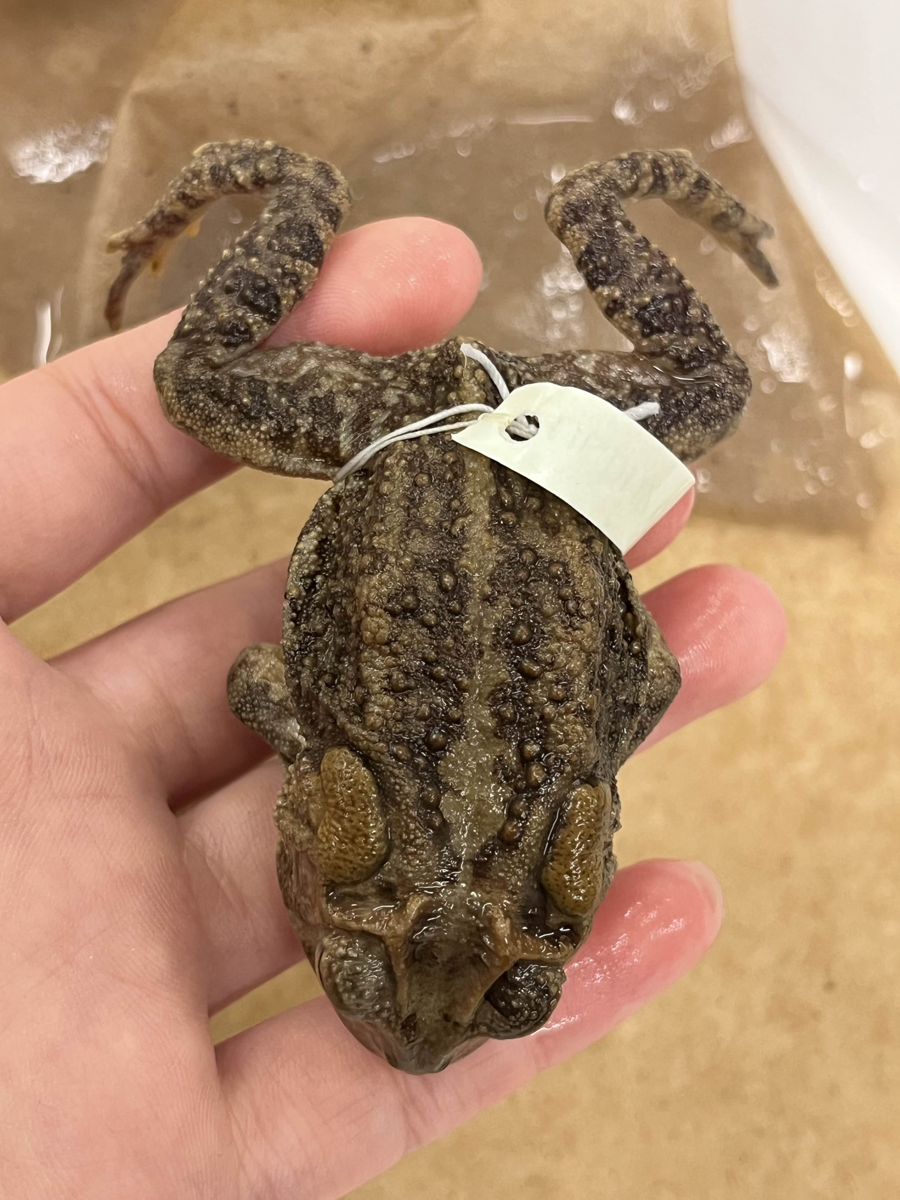 <p>Family?</p><ul><li><p><strong>Warty</strong></p></li><li><p>Paratoid gland</p></li><li><p>looks grumpy</p></li><li><p><500 species</p></li></ul><p></p>