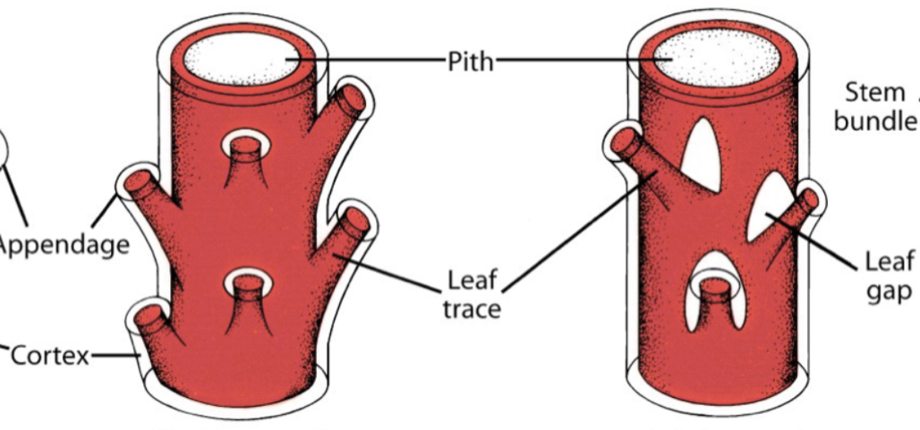 <p>Pith surrounded by a vascular tissue that contains leaf gaps or no leaf gaps that show leaf traces (shown in ferns)</p>