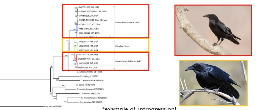 <ul><li><p>A species is a group of organisms bound by a unique ancestry (single common ancestor)</p></li><li><p><span>emphasizes that members of a species all share a common ancestry and a common fate</span><span style="background-color: inherit; line-height: 19.55px; color: windowtext;"> </span><span style="line-height: 19.55px; color: windowtext;">&nbsp;</span></p></li></ul><p></p>