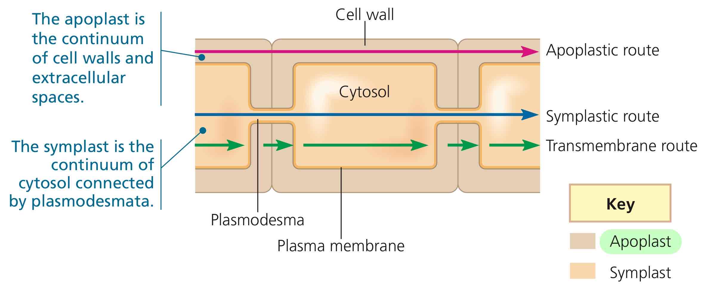 <p>The plant tissue compartment consisting of everything external to the plasma membrane, including cell walls, extracellular spaces, and interior of dead cells.</p>