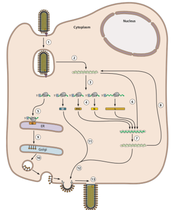 <p>assembly at plasma membrane, 3 main components</p><ul><li><p>nucleocapsid (RNA, N, P, L)</p></li><li><p>M (at plasma membrane)</p></li><li><p>G (glycosylated - sugar groups added)</p></li></ul><p></p>