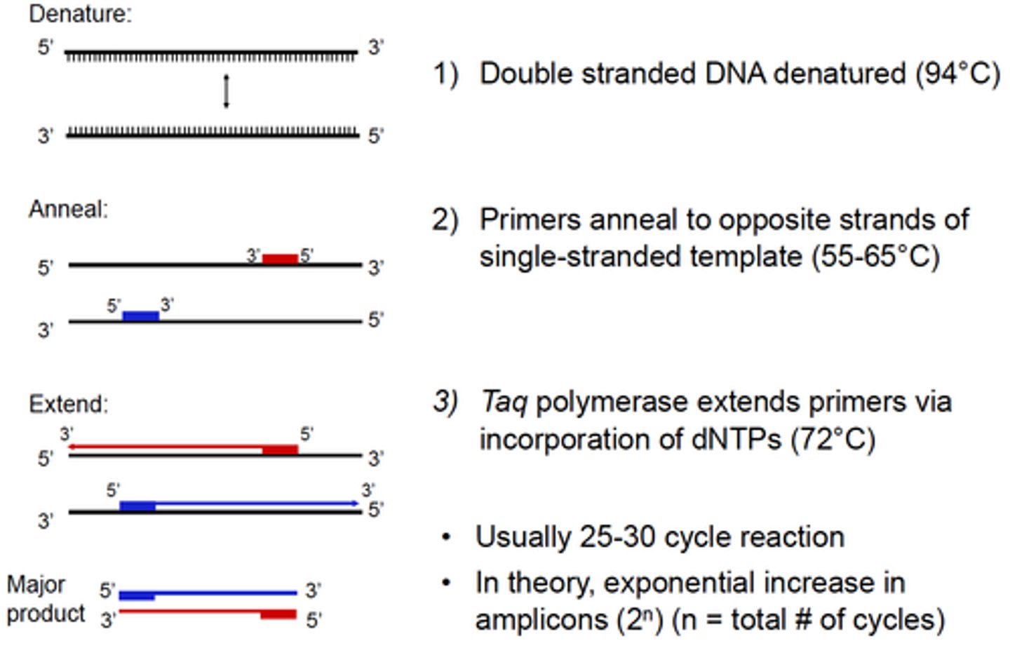 <p>1) Template:<br>• Isolated genomic DNA or cDNA, or a cell lysate<br>2) Pair of oligonucleotide primers (~18-24 nucleotides long)<br>• Anneal to complementary sequences on opposite template strands flanking region of interest<br>3) Deoxynucleotide triphophates (dATP, dCTP, dGTP, dTTP)<br>4) Taq DNA Polymerase:<br>• Thermostable enzyme isolated from Thermus aquaticus<br>• 5'→3' DNA polymerase activity &amp; 5'→3' exonuclease activity<br>• Requires Mg2+ cations for activity (provided by a buffer)</p>