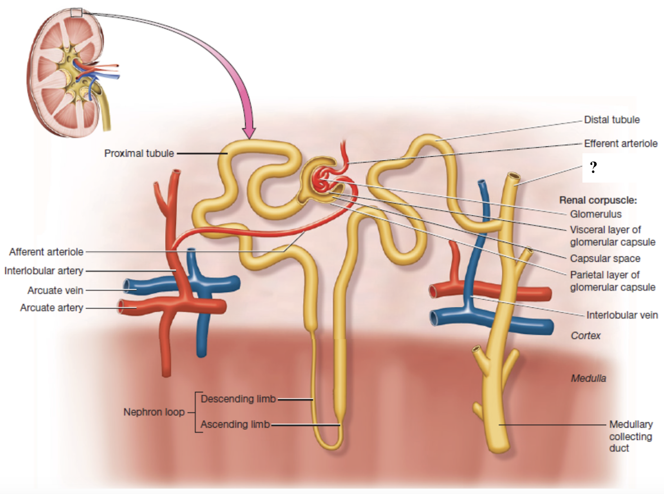 <p>collecting ducts in the renal cortex </p>