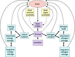 <p>The hypothalamus regulates hunger and satiety by responding to hormone signals like ghrelin and leptin, influencing food intake and energy balance. </p>