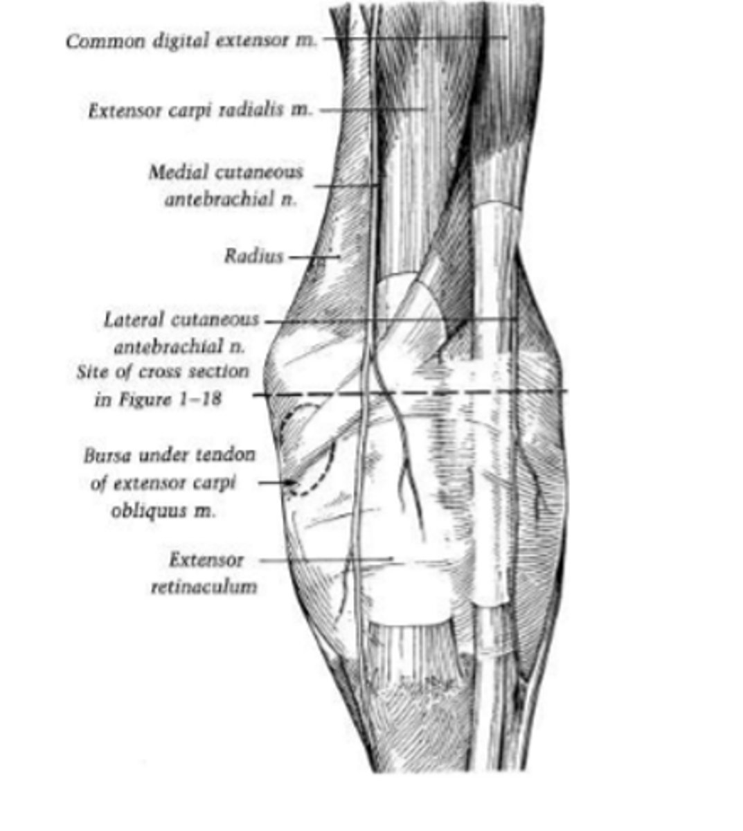 <p>synovial structures</p><p>-common joint capsule</p><p>--separation between synovial compartments</p><p>--exception: middle carpal joint communicates with carpometacarpal joint</p><p>tendon and tendon sheaths of extensor and flexors</p><p>retinacula</p><p>-extensor retinaculum</p><p>-flexor retinaculum</p>