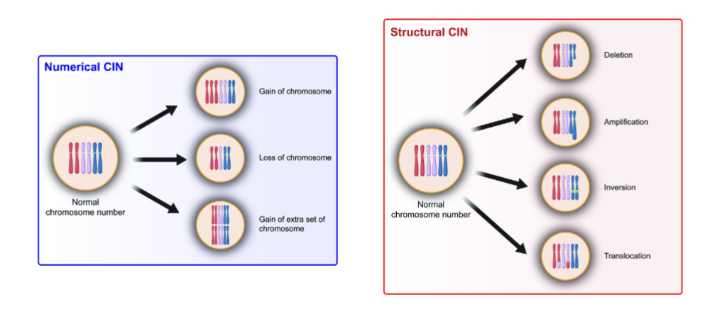 <ol><li><p>numerical changes (aneuploidy)</p></li><li><p>structural changes</p></li></ol><p>vast majority of human tumours exhibit CIN (~60-80%)</p><p></p>