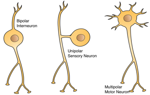 There are three major types of neurons: 

- Sensory neurons
- Interneurons (AKA relay neurons)
- Motor neurons