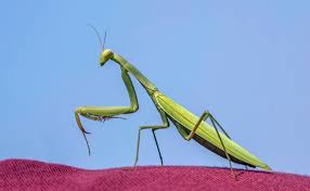 <p><span>&nbsp;Predatory insect that feeds on a variety of garden pests, beneficial for pest control.</span></p>