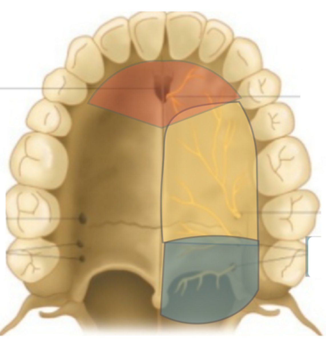<p>Which nerve provides sensory to the blue area?</p>