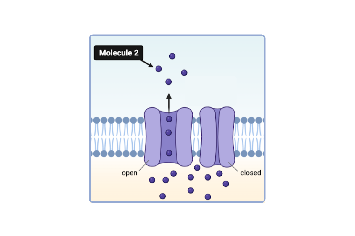 <p>Which statement(s) <strong>could</strong> accurately describe Molecule 2? Select <strong>all</strong> that apply.</p><ul><li><p><span>a. This molecule is hydrophobic.</span></p><p></p></li><li><p><span>b. This molecule is hydrophilic. &nbsp;</span></p><p></p></li><li><p><span>c. This molecule is nonpolar.</span></p><p></p></li><li><p><span>d. This molecule could have a polar region. &nbsp;</span></p><p></p></li><li><p><span>e. This molecule could have a charged region. &nbsp;</span></p></li></ul><p></p>