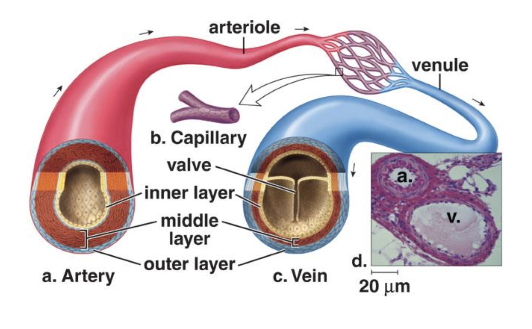 <p>Arteries (arterioles) - carry oxygenated blood away from the heart except the pulmonary and some fetal&nbsp;(have higher pressures inside *aorta*)</p><p>Capillaries - where nutrients and gas exchange happens</p><p>Veins (venules) - carry deoxygenated blood toward heart except pulmonary veins carry oxygen rich blood from lungs to heart</p>