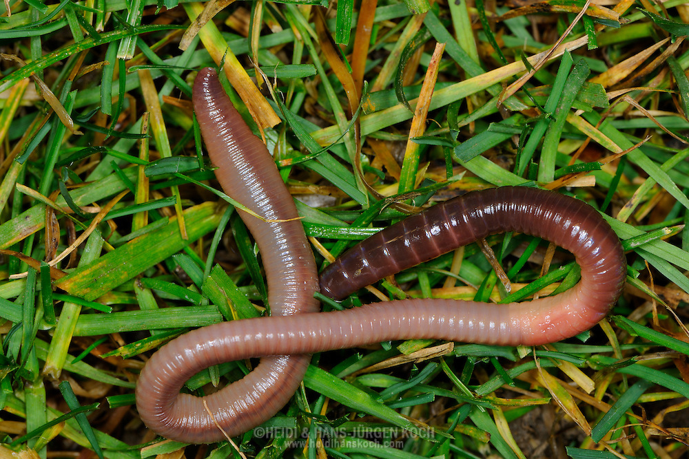 <p>Earthworm (<em>Lumbricus terrestris</em>)</p>