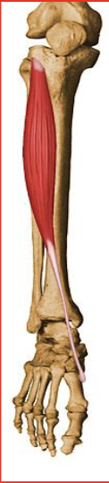 <p>Major dorsiflexion the ankle</p><p>Antagonist: Gastrocnemius</p>