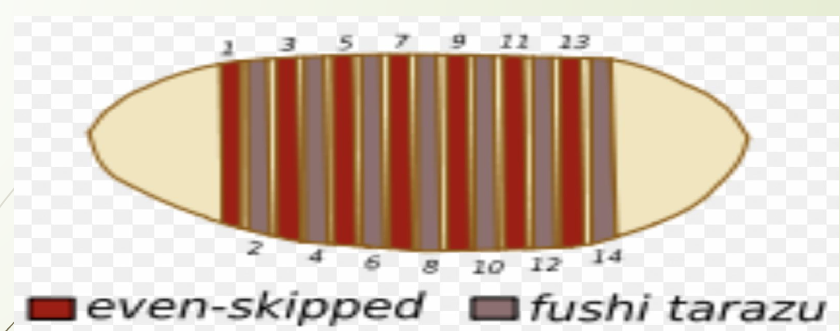 <p><mark data-color="red" style="background-color: red; color: inherit;">GENES DE LA REGLA PAR:</mark> subdividen a las regiones y dan 14 bandas (7 bandas c/u)</p><ul><li><p><strong>Fushi Tarazu </strong>se expresa en segmentos pares</p></li><li><p><strong>Even Skipped</strong> se expresa en segmentos impares</p></li></ul><p></p><p>Even Skiped </p><p>Activado por: <span>✅</span>BICOID y HUNCHBACK</p><p>Inhibido por: <span data-name="cross_mark" data-type="emoji">❌</span>KRUPPEL y GIGANT</p><p></p><ul><li><p>Combinaciones de los genes GAP regulan los de la regla par</p></li></ul><p></p>