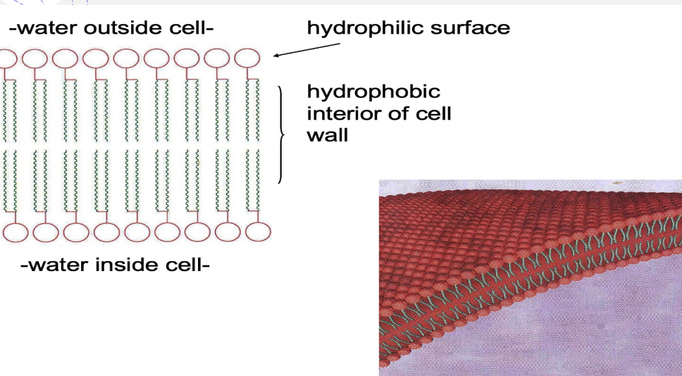 <p><br>The phosphate head of a phospholipid is</p><p>polar, so is hydrophilic and therefore soluble in water</p><p>The fatty acid tail of a phospholipid is nonpolar so is hydrophobic and therefore insoluble in water</p><p>Molecules with both polar/hydrophilic and non polar/hydrophobic regions are</p><p>said to be amphipathic</p>