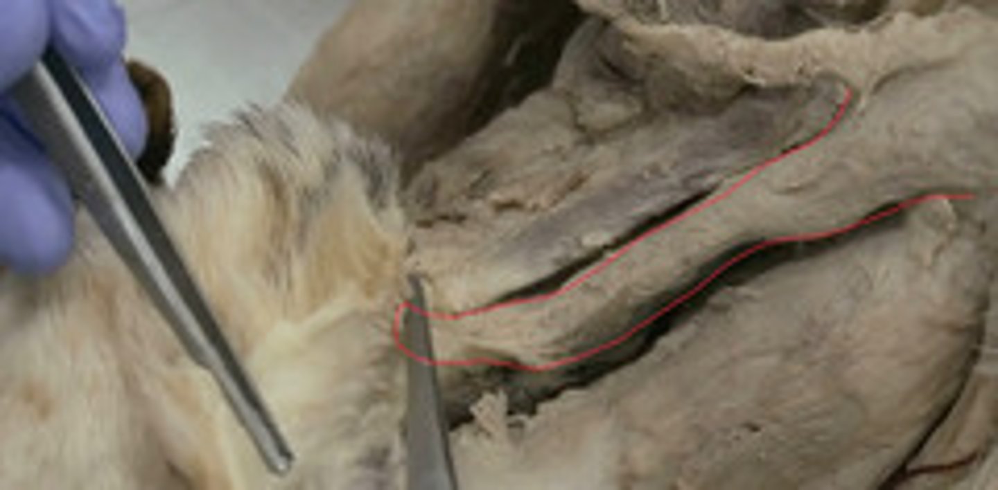 <p>Origen: varia entres especies. Diferentes porciones.</p><p>Inserción: manubrio esternal</p><p>Función: Flexor cabeza y cuello. Esternomandibular: depresión mandíbula.</p><p>Inervación: N accesorio</p><p>Las porciones de este músculo varían para adaptarse a la anatomía de cada grupo:</p><p>Équidos: Posee una única porción denominada músculo esternomandibular.</p><p>Carnívoros: Se divide en dos porciones: músculo esternooccipital y músculo esternomastoideo.</p><p>Suidos y Oveja: Presentan únicamente el músculo esternomastoideo.</p><p>Toro y Cabra: Se divide en las porciones músculo esternomandibular y músculo esternomastoideo.</p>