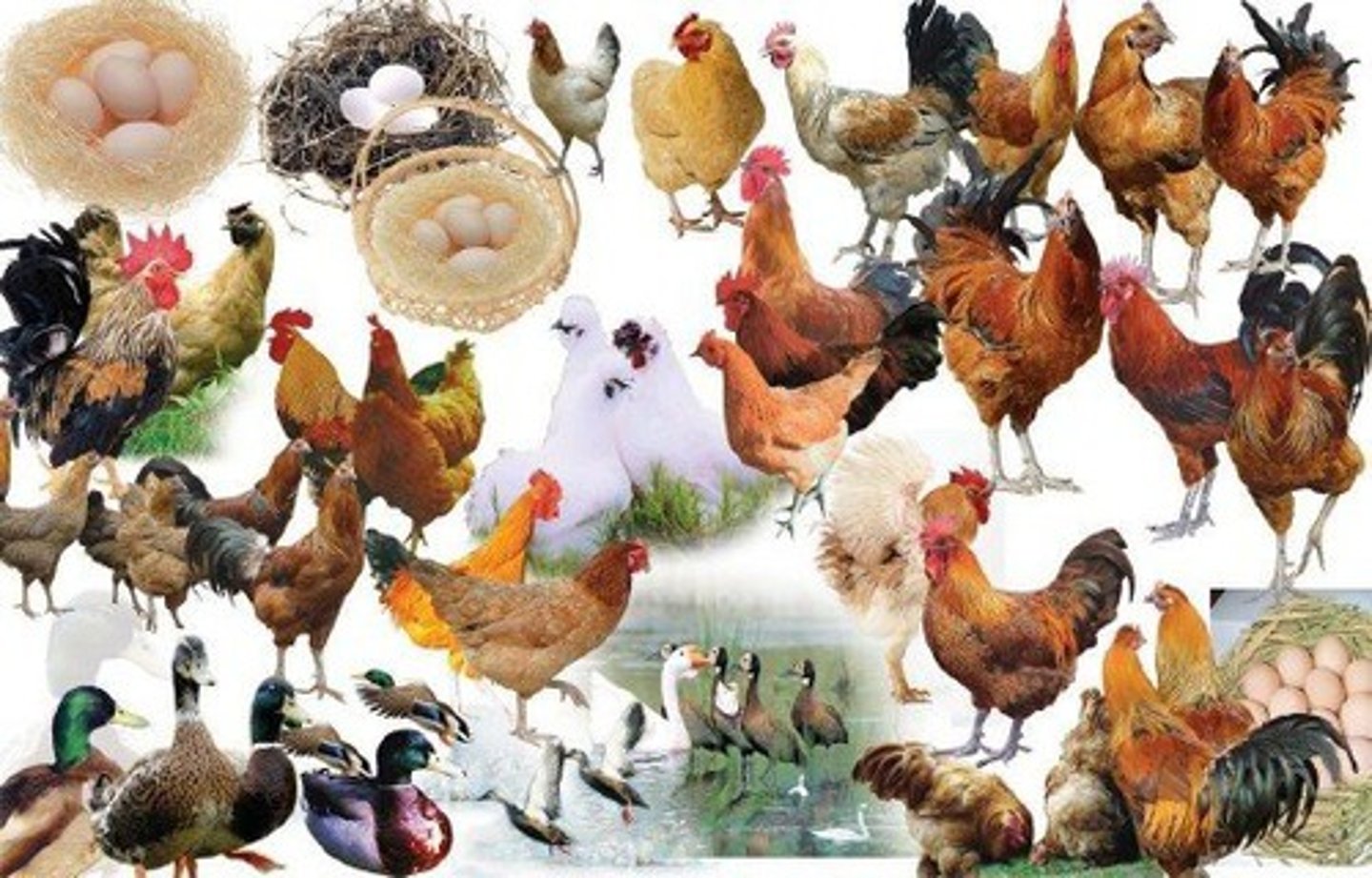 <p>domestic fowl, such as chickens, turkeys, ducks, and geese.</p>
