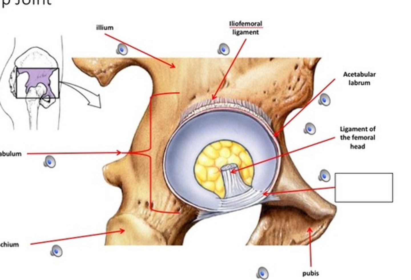 <p>- ligament running across the acetabular notch</p>