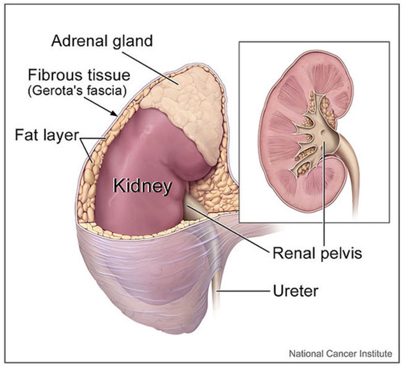 <p>renal pelvis (kidney pelvis)</p>