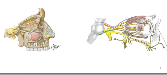 <p>CNs primarily</p>