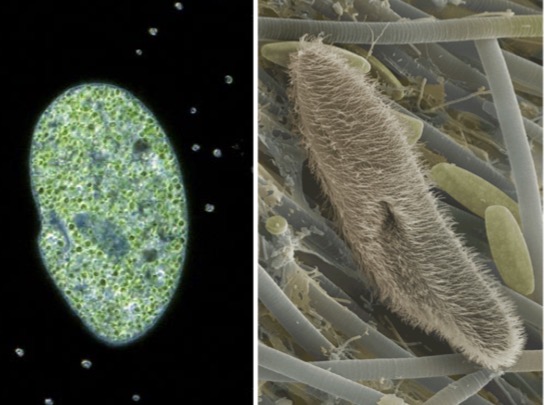 <p>Genus: Paramecium</p>