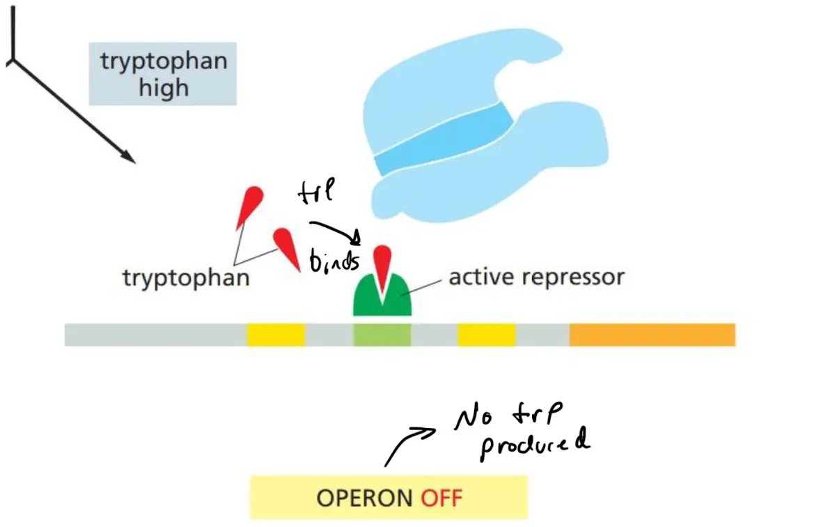 <p>The tryptophan operon</p><ul><li><p>Low trp concentration = operon is <strong>ON</strong>, trp is synthesized</p></li><li><p>High trp concentration = trp binds to trp repressor which binds to operator binding site, turning <strong>OFF</strong> operon → no trp synthesized</p></li></ul>