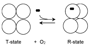 <ol><li><p><strong>T-state</strong>: taut, not bonded to O<sub>2</sub> </p></li><li><p><strong>R-state</strong>: relaxed, bonded to O<sub>2</sub> </p></li></ol><p></p>