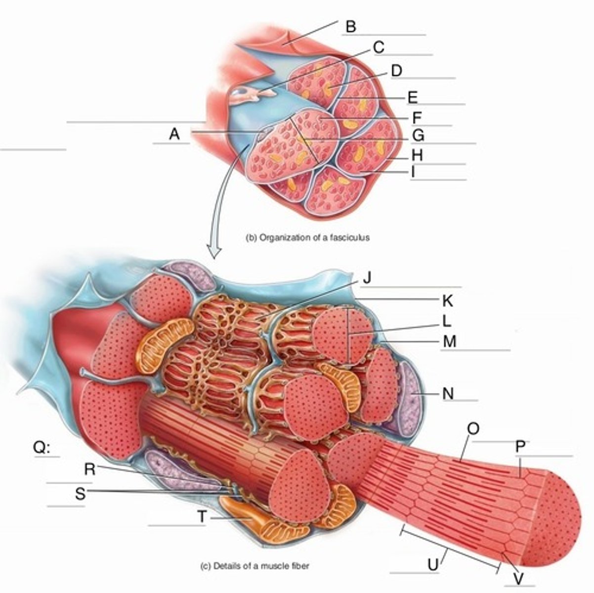 <p>Mitochondrion</p>