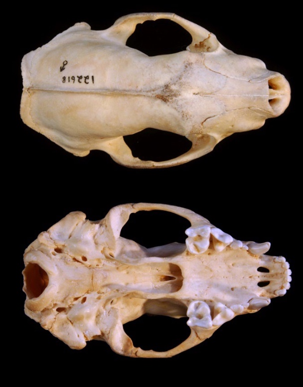 <p>genus and species?</p>