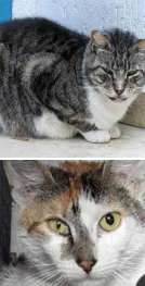 <p>Medistinal feline lymphoma </p>