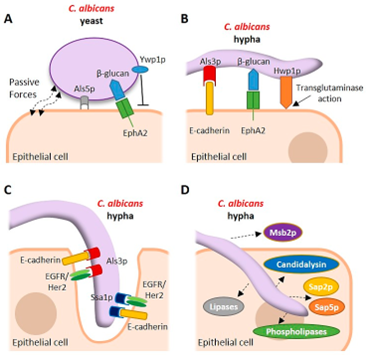 <p>It alters <strong>surface proteins</strong>, changing <strong>antigens</strong> and <strong>functions</strong> like attachment. This boosts fungal <strong>survival, invasion</strong>, and <strong>immune evasion</strong></p>