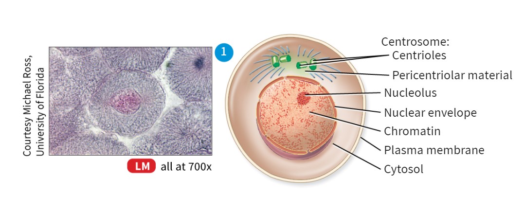 <p>Stages of Interphase</p>