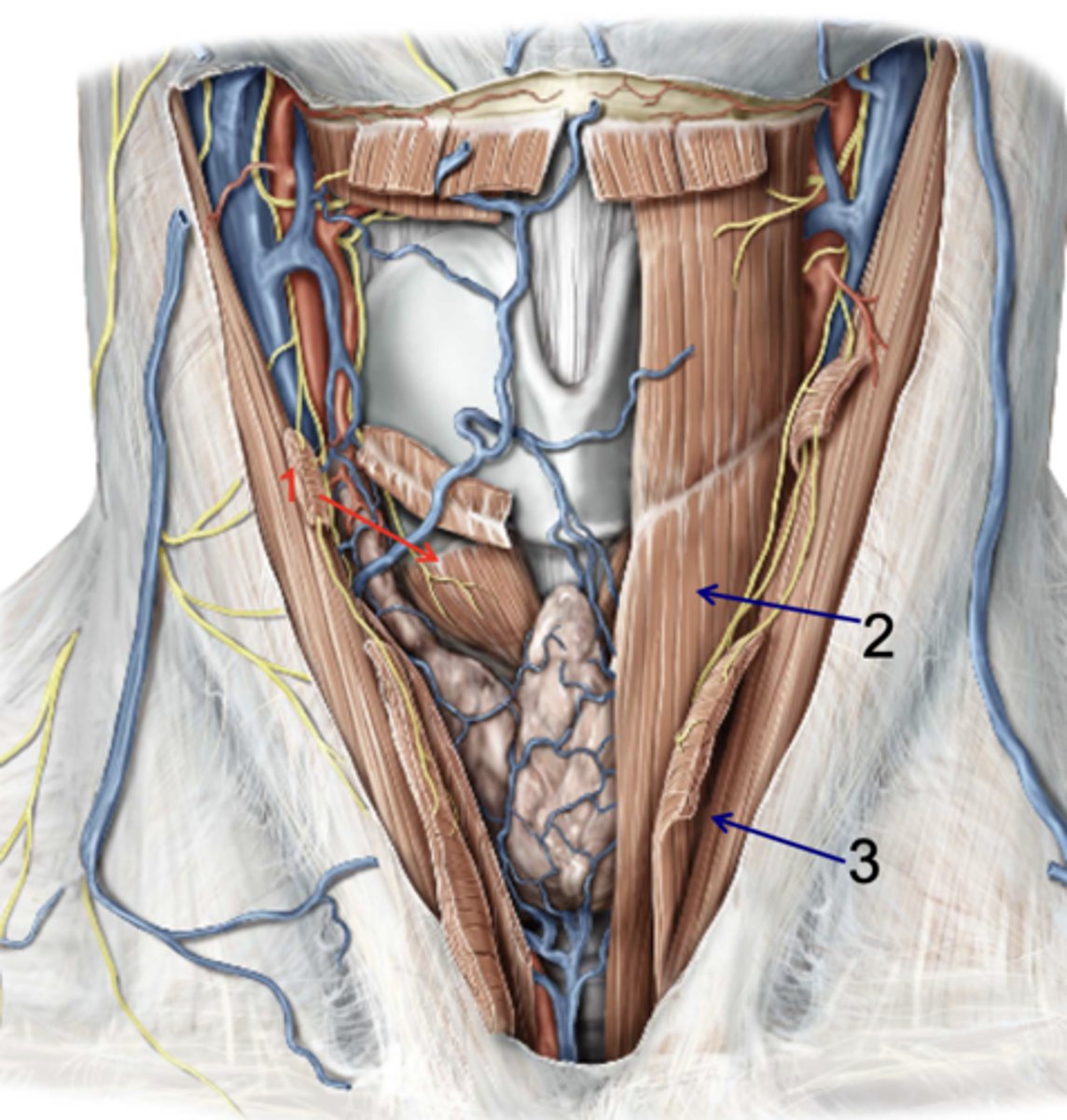 <p>Identify the structure at #1</p>