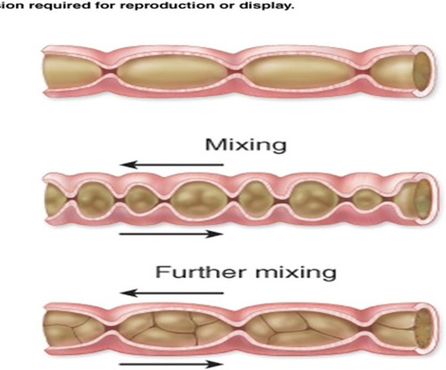 <p>The process of mixing food in the intestines.</p>