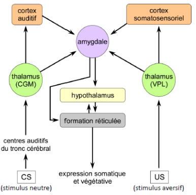 -le cors genouillé médian (CGM) du thalamus doit être présent pour que se développe la réponse de peur conditionnée : toutes les infos auditives destinées au cortex dont obligatoirement relai dans le CGM du thalamus
-la réponse continue a être déclenchée si l'ensemble des connexions entre le CGM et le cortex est interrompue, hormis les connexions entre le CGM et les noyaux baso-latéraux des amygdales : elles sont indispensables à l'instauration, l'expression de la réponse dans la modalité auditive
-les projections de l'amygdale sur l'hypothalamus et la formation réticulée sont indispensables à l'expression végétative et somatique (freezing) de la peur conditionnée 
=> l'amygdale est donc un relai essentiel pour l'expression végétative et somatique de l'émotion de peur dans le modèle de la peur conditionnée
