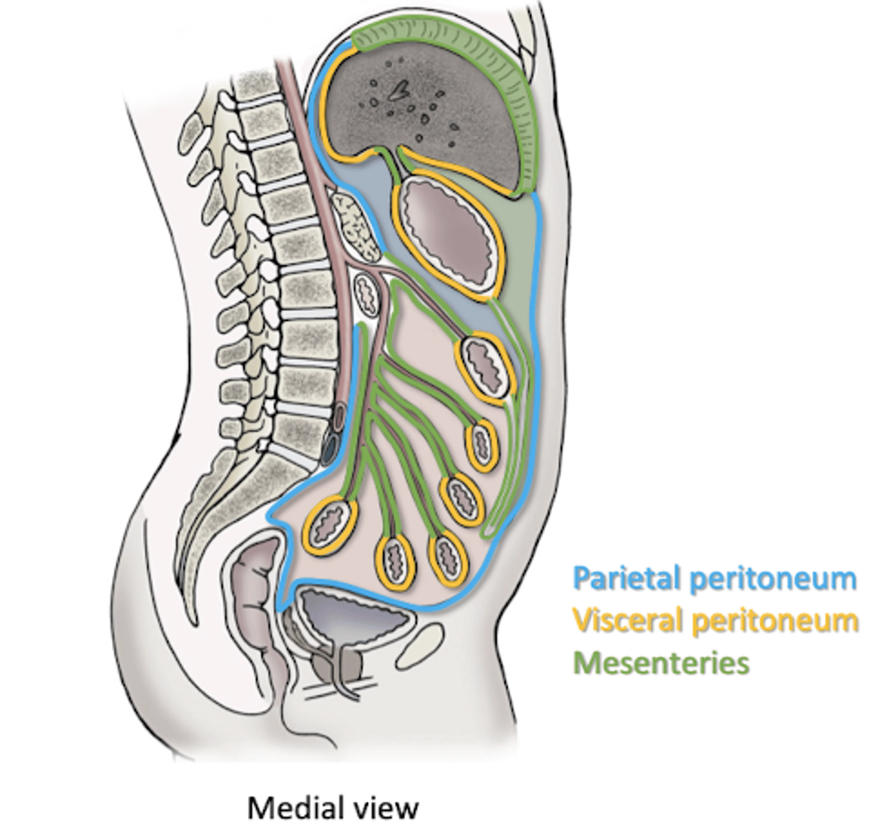 <p>2 layers of peritoneum</p><p>-tether abdominal organs to abdominal wall and each other</p><p>*passageway to organs for blood vessels, nerves, lymph vessels*</p>