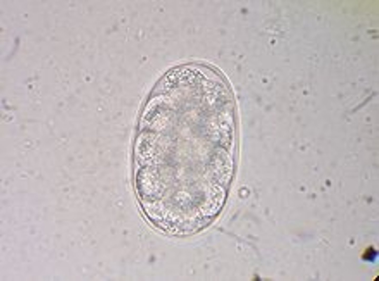 <p>the canine hookworm</p>