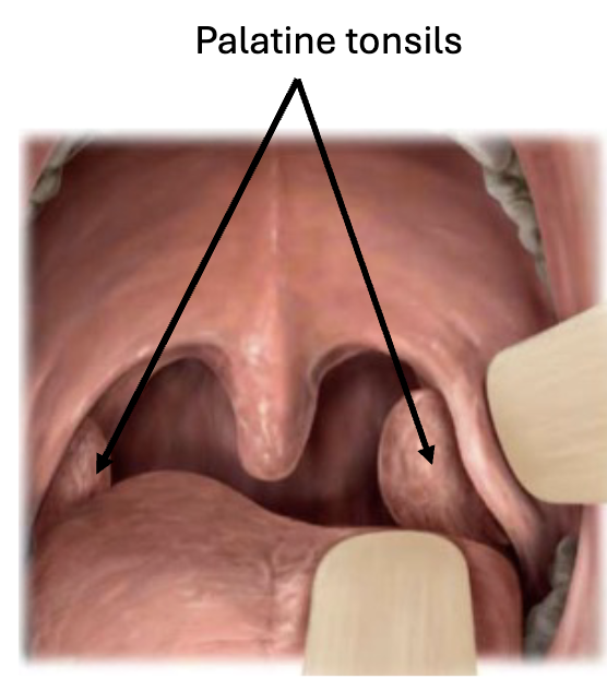 <ul><li><p>Lymphatic tissue located between palatoglossal &amp; palatopharyngeal arches</p></li><li><p>Immune function</p></li></ul><p></p>