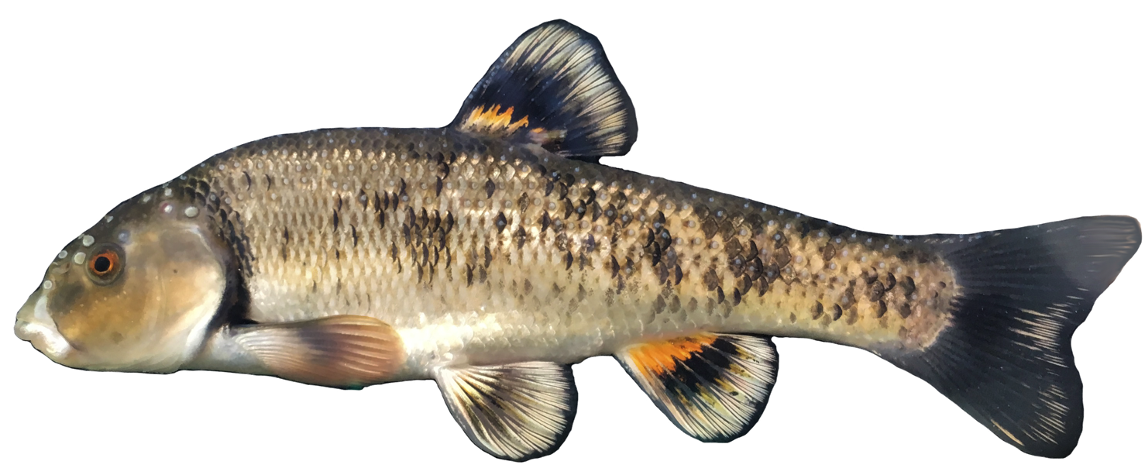 <p><span>- Subterminal mouth</span></p><p style="text-align: left;"><span>-Heavy Tubercles (males)</span></p><p style="text-align: left;"><span>-Stripe on Dorsal and Pelvic fins</span></p>