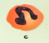 <p>Identify the WBC</p>