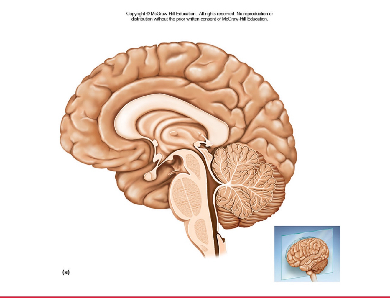 <p>identify and describe function of inside parts of brain/cerebrum </p>
