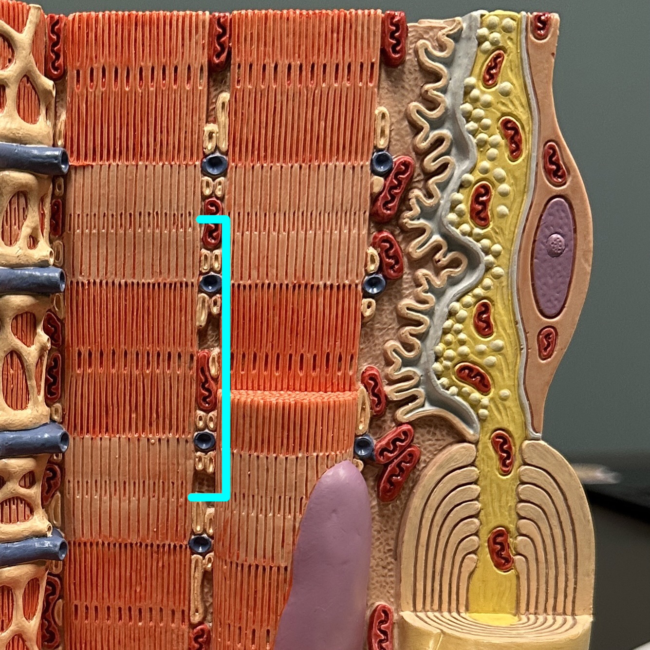 <p>What structure is this?</p>