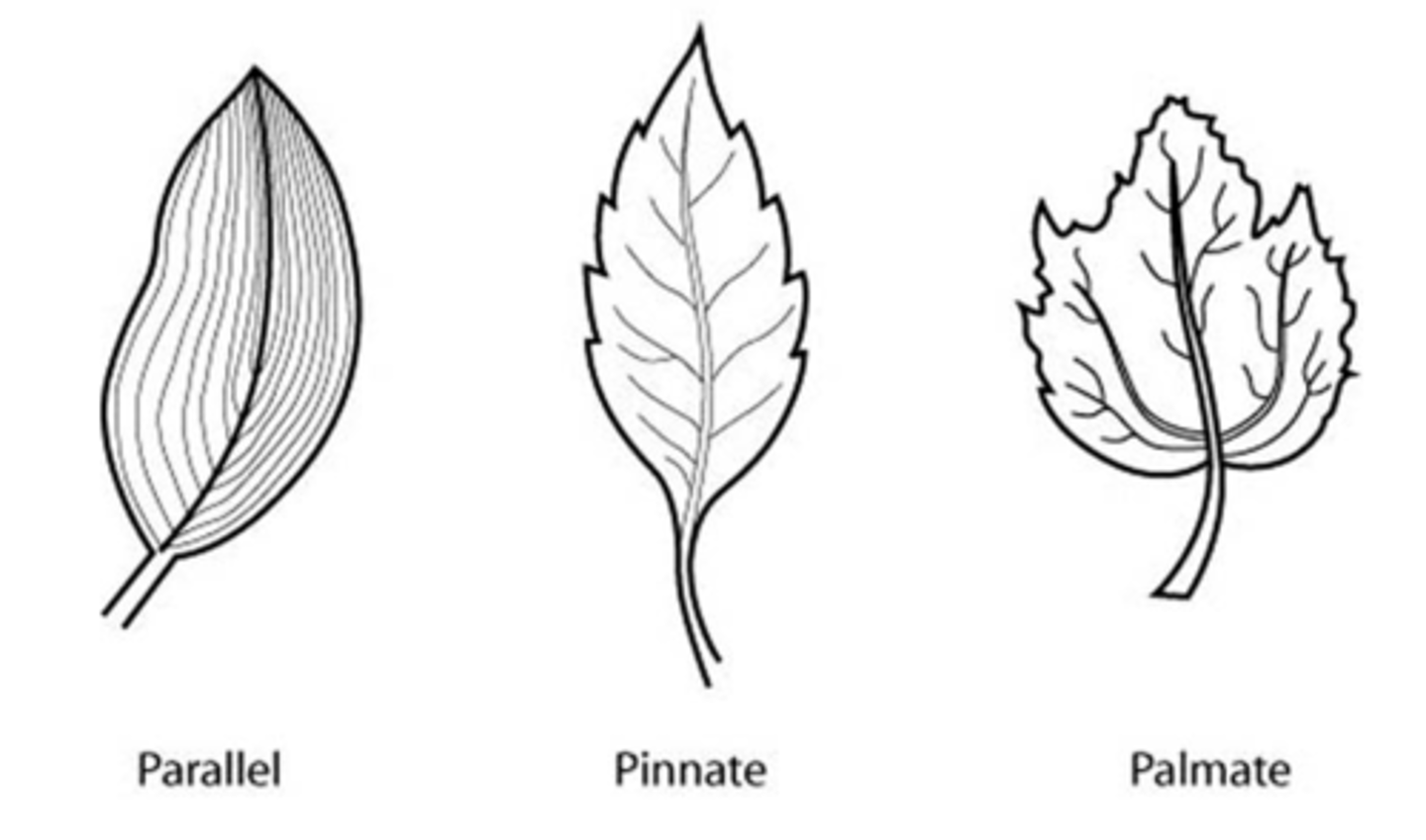 <p>- vascular tissues that run throughout the leaf</p><p>---------------------------</p><p>TYPES:</p><p>- parallel</p><p>- pinnate</p><p>- palmate</p>